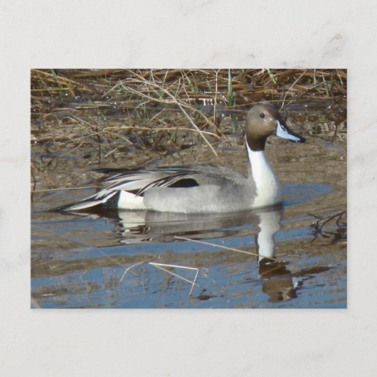 B5 Pintail Duck Drake Postkarte (Vorderseite)