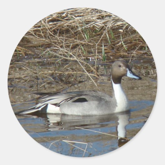 B5 Pintail Duck Drake Runder Aufkleber (Vorderseite)