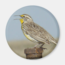 B6 Meadow Lark Magnet