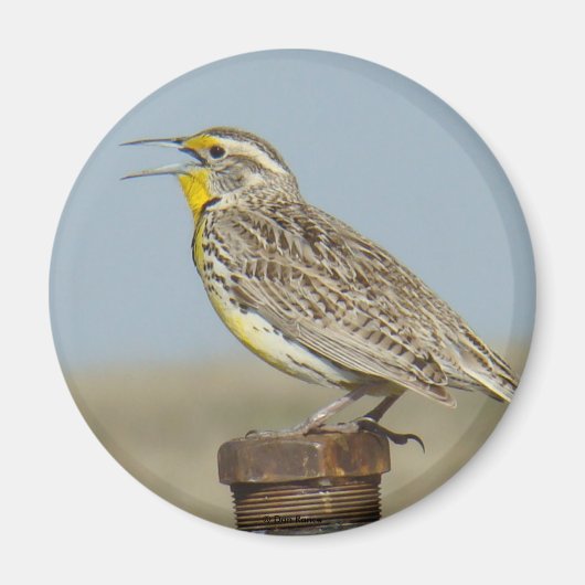 B6 Meadow Lark Magnet (Vorne)
