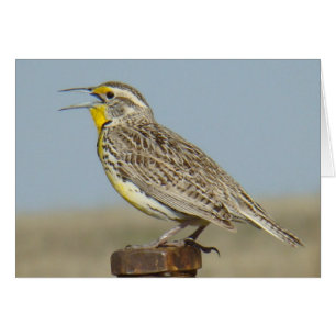 B6 Western Meadowlark