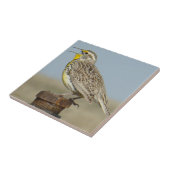 B6 Western Meadowlark Fliese (Seite)