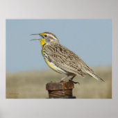 B6 Western Meadowlark Poster (Vorne)
