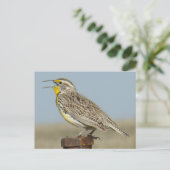 B6 Western Meadowlark Postkarte (Stehend Vorderseite)