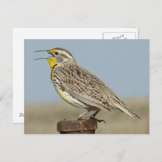 B6 Western Meadowlark Postkarte (Vorne/Hinten)