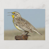 B6 Western Meadowlark Postkarte (Vorderseite)