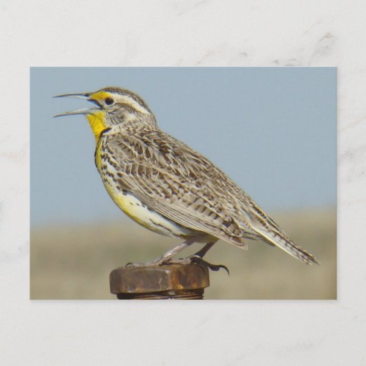 B6 Western Meadowlark Postkarte (Vorderseite)