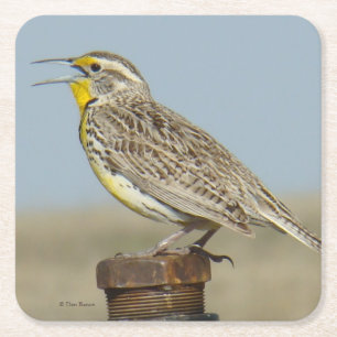 B6 Western Meadowlark Rechteckiger Pappuntersetzer