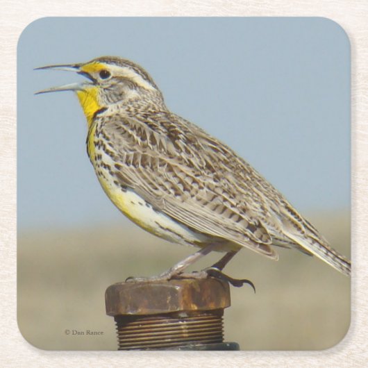 B6 Western Meadowlark Rechteckiger Pappuntersetzer (Vorderseite)