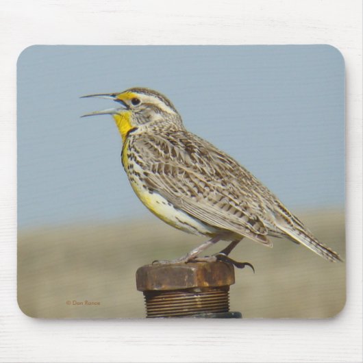 B6 Wiesenstärling Mousepad (Vorne)