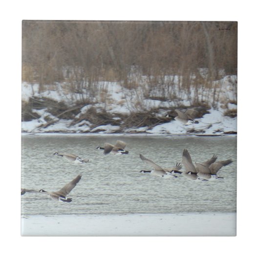 B7 Kanadagänse im Flug Fliese (Vorderseite)
