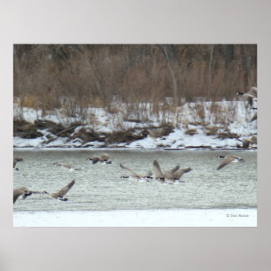 B7 Kanadagänse im Flug Poster