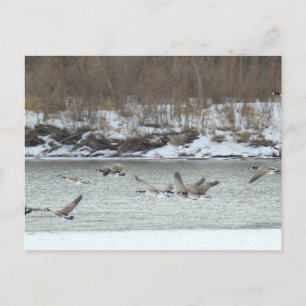 B7 Kanadagänse im Flug Postkarte