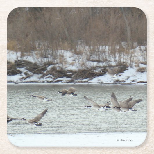 B7 Kanadische Gänse im Winter River Rechteckiger Pappuntersetzer (Vorderseite)