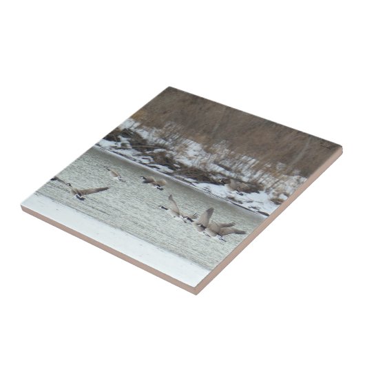 B7 Kanadischer Gänse im Flug Fliese (Seite)