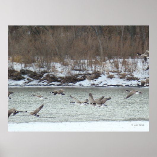 B7 Kanadischer Gänse im Flug Poster (Vorne)
