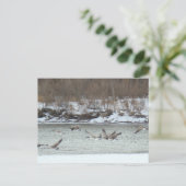 B7 Kanadischer Gänse im Flug Postkarte (Stehend Vorderseite)