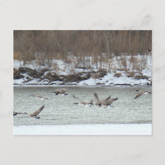 B7 Kanadischer Gänse im Flug Postkarte (Vorderseite)