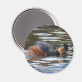 B8 Eared Grebe Courting Magnet (Vorderseite/Rückseite)