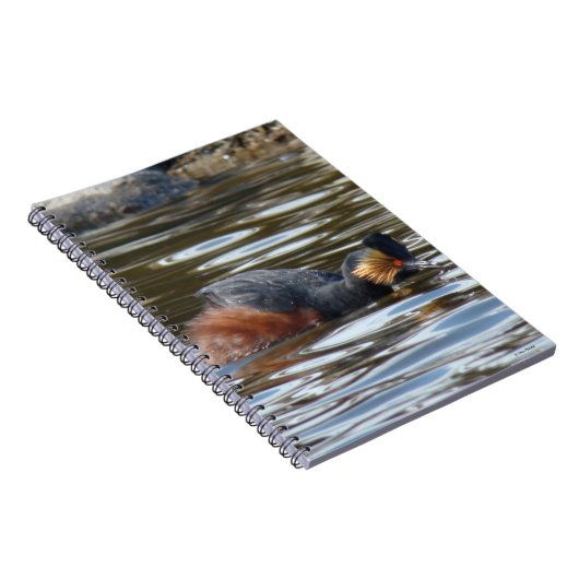 B8 Eared Grebe Courting Notizblock (Rechte Seite)