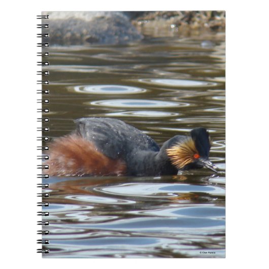 B8 Eared Grebe Courting Notizblock (Vorderseite)