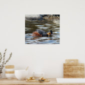 B8 Eared Grebe Courting Poster (Küche)