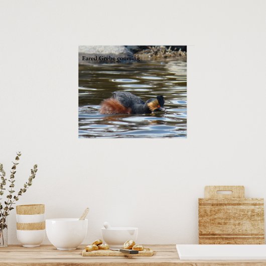 B8 Eared Grebe Courting Poster (Küche)