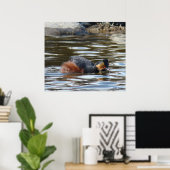 B8 Eared Grebe Courting Poster (Heimbüro)