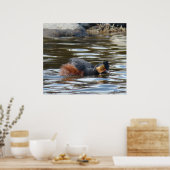 B8 Eared Grebe Courting Poster (Küche)