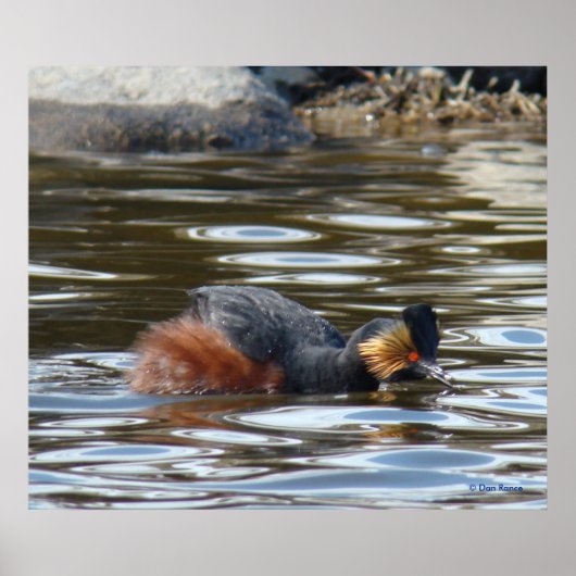 B8 Eared Grebe Courting Poster (Vorne)