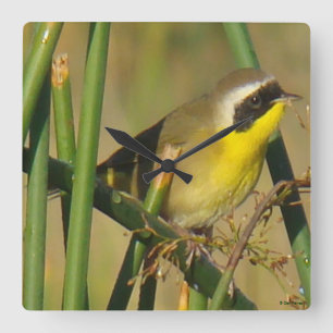 B9 Common Yellowthroat Quadratische Wanduhr