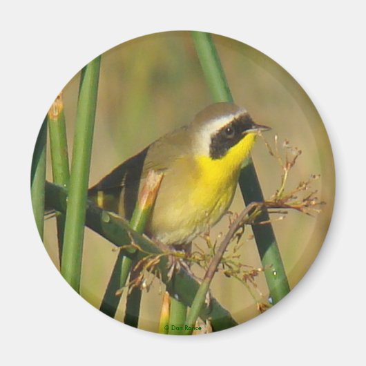 B9 Gelbthrop Magnet (Vorne)