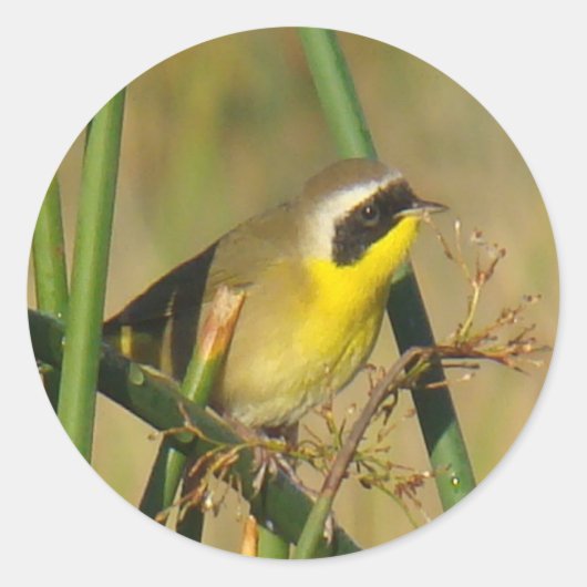 B9 Gelbthrop Runder Aufkleber (Vorderseite)