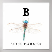 ‚B‘ Blue Darner Poster (Vorne)