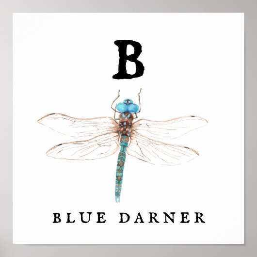 ‚B‘ Blue Darner Poster (Vorne)