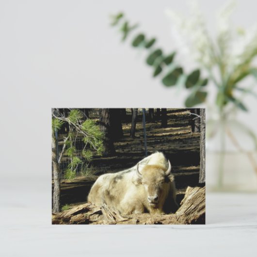 B E A R I Z O N A POSTKARTE (Stehend Vorderseite)