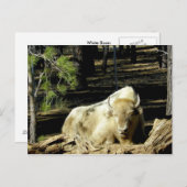 B E A R I Z O N A POSTKARTE (Vorne/Hinten)