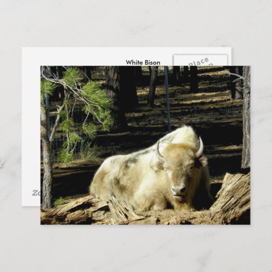 B E A R I Z O N A POSTKARTE (Vorne/Hinten)