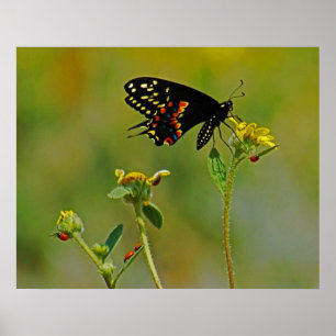 B-Fly und die Ladybugs Poster