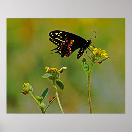 B-Fly und die Ladybugs Poster (Vorne)