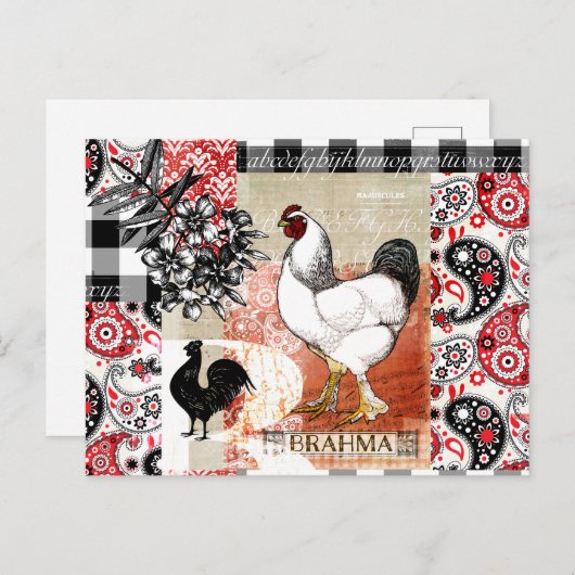 B ist für Brahma Backyard Chicken Postkarte (Vorne/Hinten)