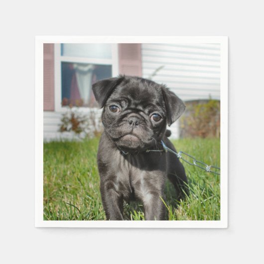 B;Mops-Pupp zurücklegen Serviette (Vorderseite)