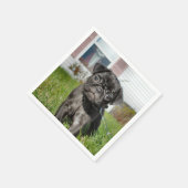 B;Mops-Pupp zurücklegen Serviette (Ecke)