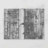 B&W Aspen 9 Postkarte (Vorderseite)