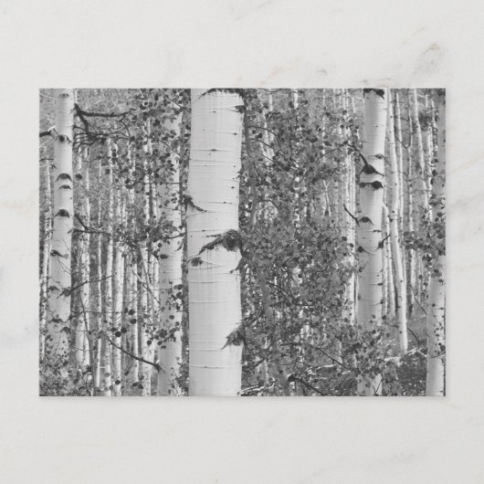 B&W Aspen 9 Postkarte (Vorderseite)