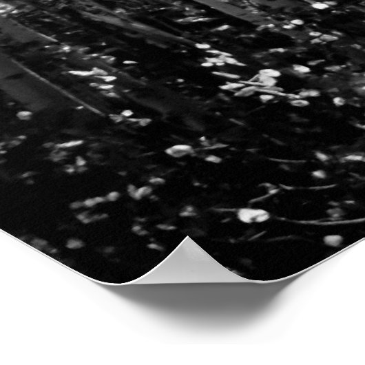 B & W Aspen Trees Poster (Ecke)