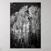 B & W Aspen Trees Poster (Vorne)