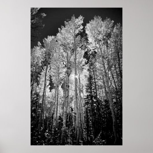 B & W Aspen Trees Poster (Vorne)