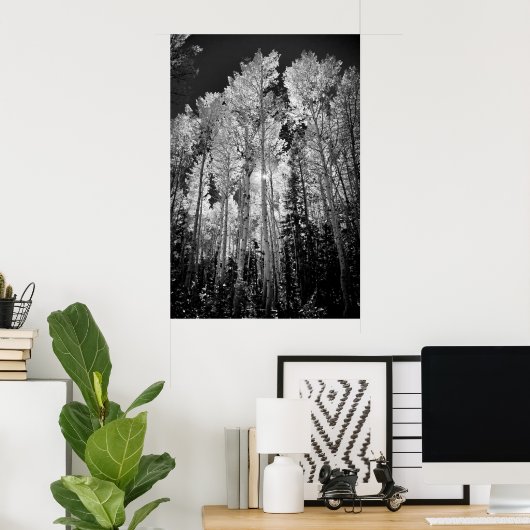 B & W Aspen Trees Poster (Heimbüro)