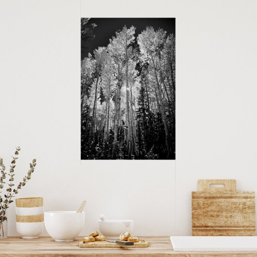 B & W Aspen Trees Poster (Küche)